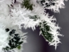 Ice Crystals on Leaf