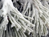 Pine Needles with Icicles