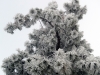 Pine Tree with Snow