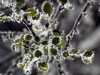 Ice Crystals with Leaves
