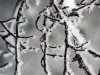 Branches with Ice Crystals