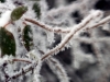 Branches with Ice