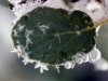Ice Crystals with Leaf