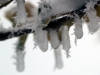 Icicles with Crystals