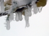 Icicles with Crystals