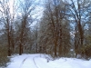 Tracks in Snow