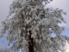 Pine with Snow