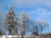 Pines and Oak with Snow