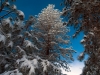 Pines with Snow