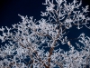 Branches with Ice