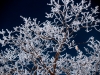 Branches with Ice