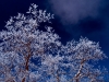 Branches with Ice