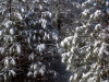 Branches with Ice