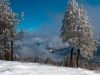 Pines with Snow and Clouds