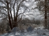 Oak in Snow