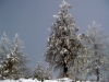 Pines with Snow
