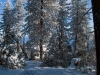 Trailer in Pines with Snow