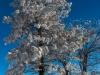 Pine and Oak with Snow