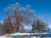Pines and Oak with Snow
