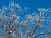 Oak Branches with Ice