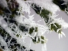 Ice Crystals with Pine Needles