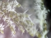 Ice Crystals with Pine Needles