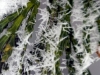 Ice Crystals with Pine Needles