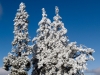 Three Pines with Snow