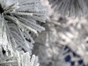 Ice Crystals on Pine Needles