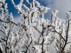 Branches with Ice