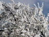 Branches with Ice