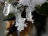 Ice Crystals