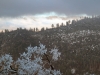 Ice Branches with Clouds