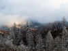 Clouds and Trees