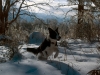 Betsy Jumping in Snow