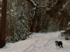 Betsy on Road in Snow