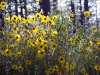Backlit Sunflowers