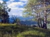 Wildflowers and Clouds