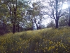 Oaks and Sunflowers