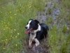 Betsy in Mud