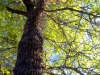 Oak Tree