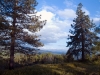 Pines, Flowers and Clouds