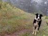 Betsy in Fog